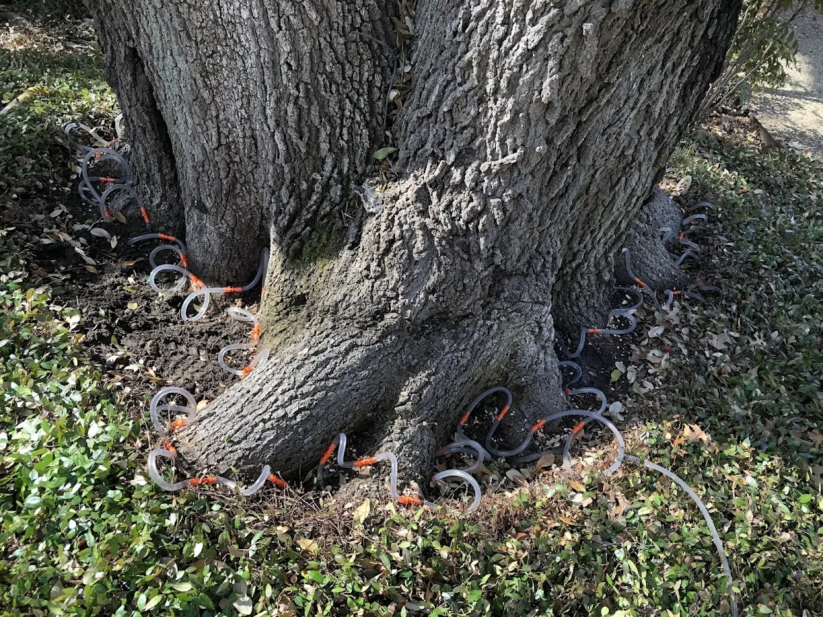 Detailed Tree Cabling and Bracing job site in Kilbourne